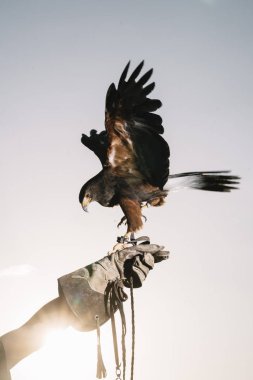 El antrenöründen üzerinde tünemiş şirin şahin