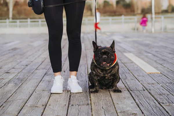 Bulldog Francese Una Passeggiata Autunnale Nel Parco — Foto Stock