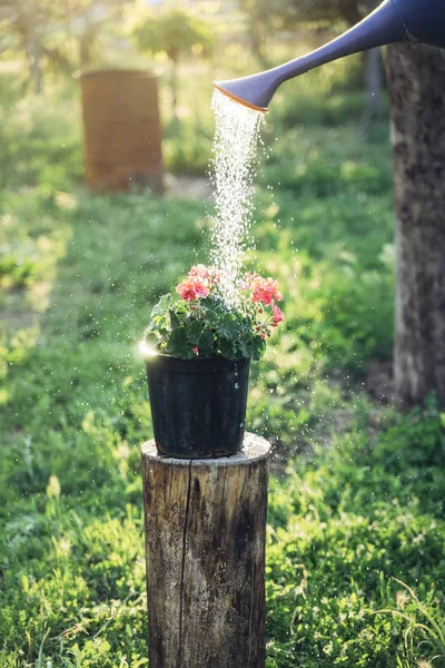 Mengairi bunga di tempat tidur bunga dari kaleng air. Konsep berkebun dan perawatan tanaman. — Stok Foto