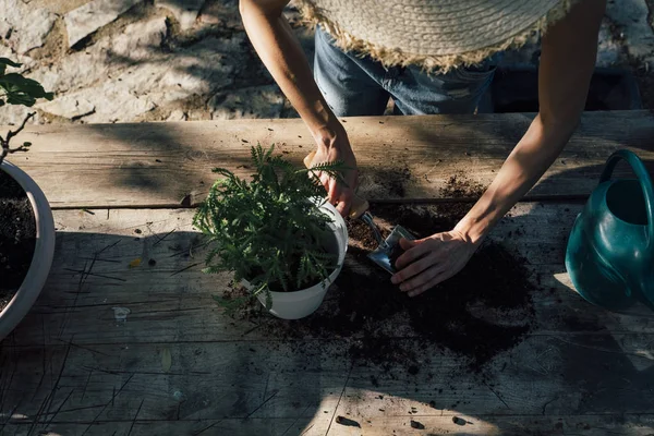 Tangan wanita transplantasi tanaman ke dalam pot baru — Stok Foto