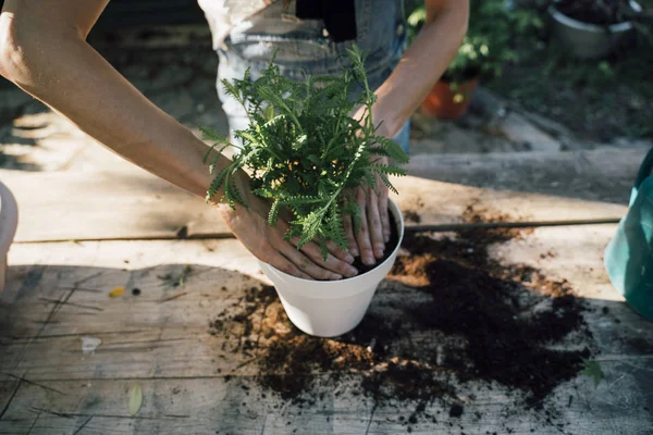 Tangan wanita transplantasi tanaman ke dalam pot baru — Stok Foto