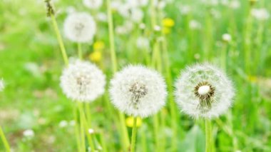 Dandelion doğal zemin üzerine closeup