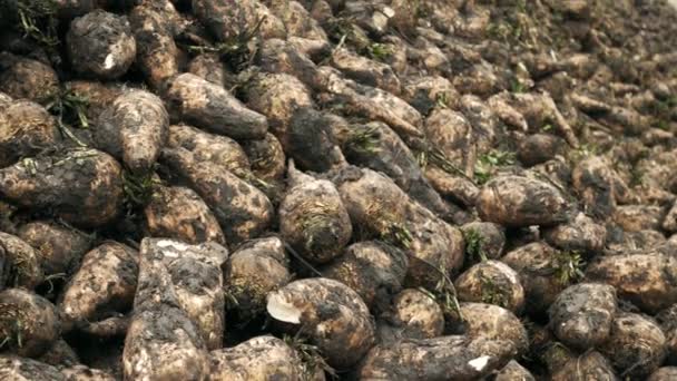 Bauern ernten Zuckerrüben auf einem Feld — Stockvideo