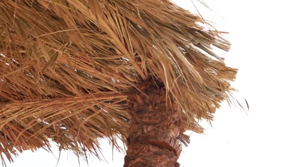 Sun palm leaves umbrellas on beach — Stock Video
