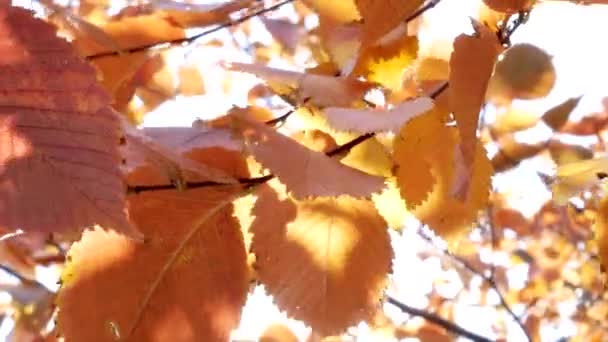 Outono árvore folhas céu fundo — Vídeo de Stock