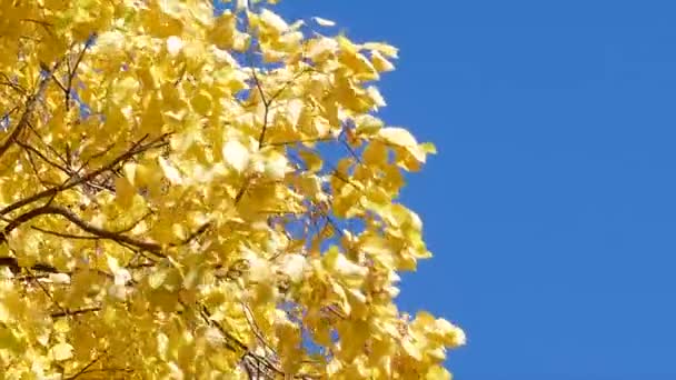 Осіннє дерево залишає фон неба — стокове відео