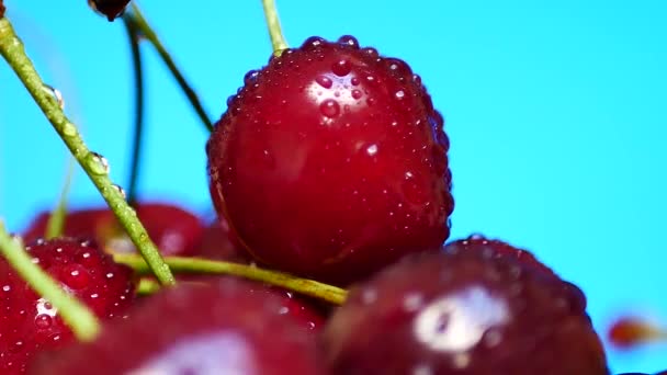 Cereza roja oscura jugosa madura con gotas de agua — Vídeo de stock