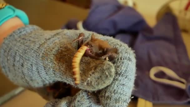 Os morcegos comem vermes após a hibernação do inverno — Vídeo de Stock