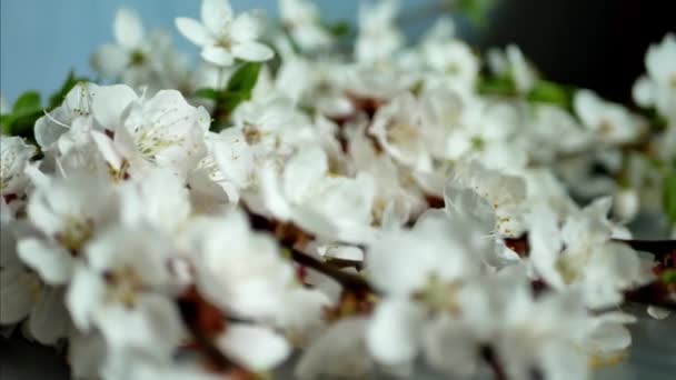 Árvore de flor sobre fundo branco — Vídeo de Stock