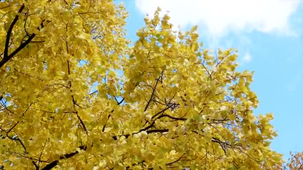秋天的树离开天空背景 — 图库视频影像