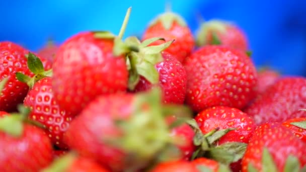 Frische Erdbeeren in einer Schüssel vor blauem Hintergrund — Stockvideo