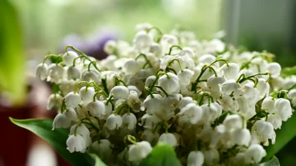 White Lily of the valley bouquet — Stock Video