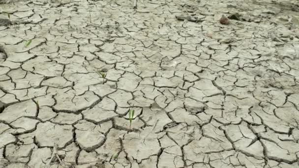 Droge meer met natuurlijke textuur van gebarsten klei — Stockvideo