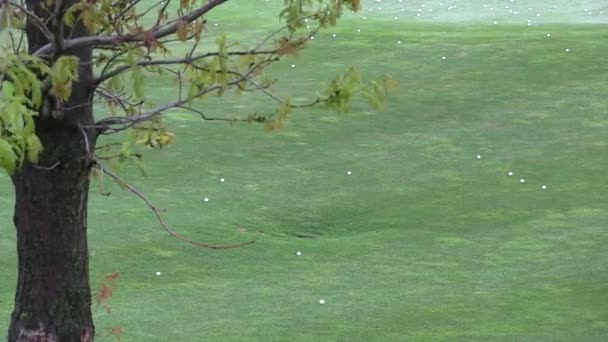 高尔夫球场在俱乐部和绿色草与高尔夫球 — 图库视频影像