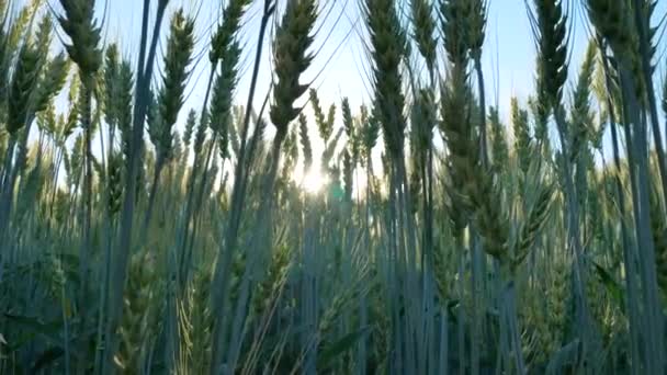 Weizen-Roggenfeld. schöne Natur Sonnenuntergang Landschaft — Stockvideo