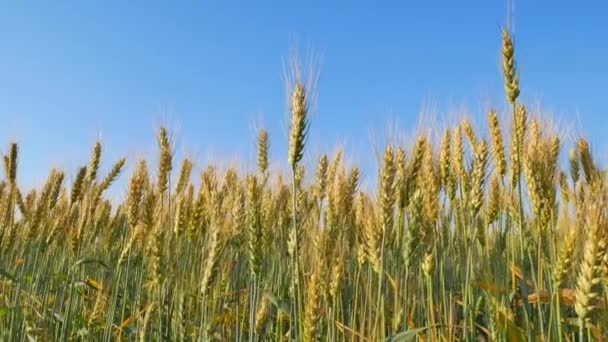 ライ麦の自然フィールド — ストック動画