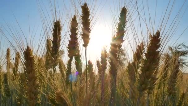 ライ麦畑。輝く太陽の光の下での農村風景 — ストック動画