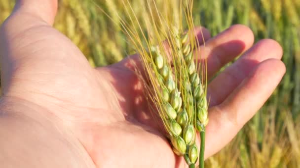 Trigo à mão do agrônomo no campo — Vídeo de Stock