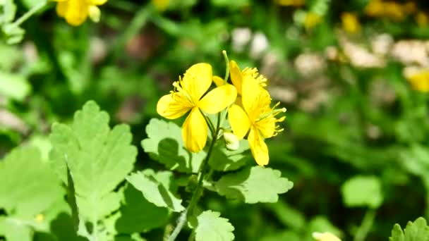 Flor amarilla sobre un fondo verde — Vídeo de stock