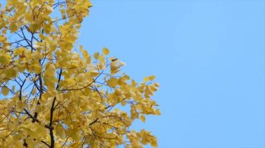 Gökyüzü arka plan sonbahar ağaç yaprak