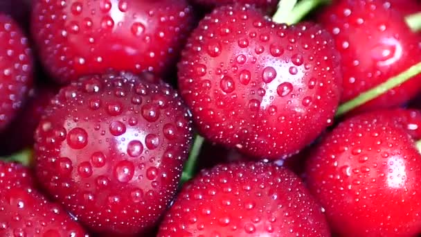Grupp av mogna saftiga mörka röda körsbär med droppar vatten — Stockvideo