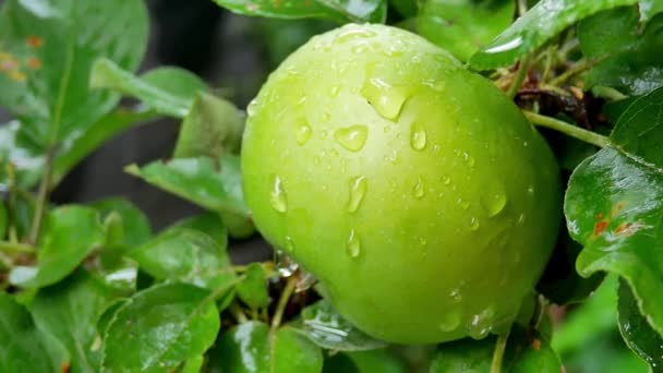 Elma üzerinde yağmur damlaları ve ağaç yaprakları — Stok video