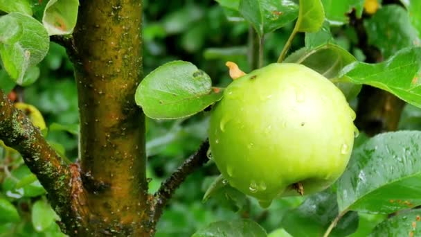 Летний дождь в саду с яблоками — стоковое видео