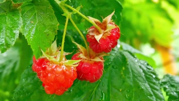 Rama con jugosas frambuesas rojas con gotas de agua después de la lluvia — Vídeos de Stock