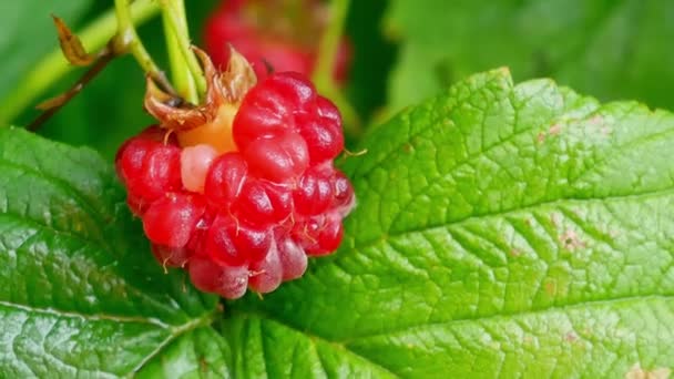 Raspberry merah Juicy dengan tetes air setelah hujan — Stok Video