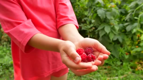 Little girl holding raspberries in hands — Stock Video