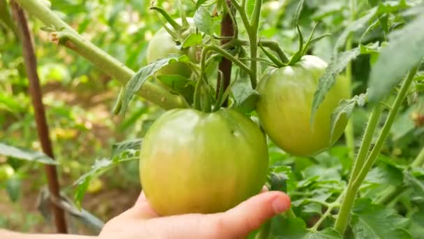 La mano dei bambini controlla i pomodori per la maturazione — Video Stock