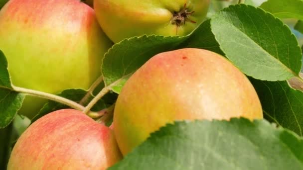 Manzanas rojas amarillas maduran en un día soleado — Vídeos de Stock