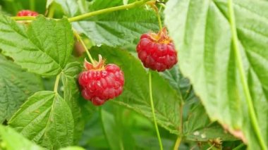 Sulu kırmızı ahududu ile şube