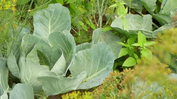 Kohl im heimischen Garten — Stockvideo