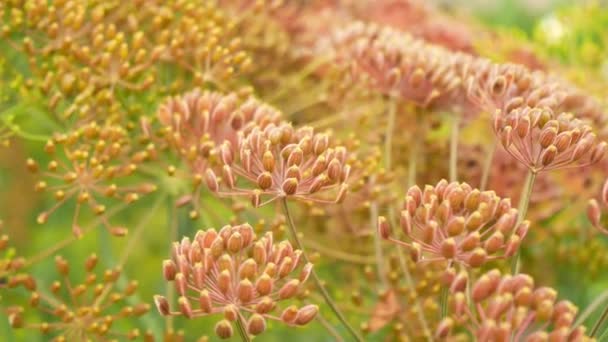 Seeds dill or fennel at home garden — Stock Video