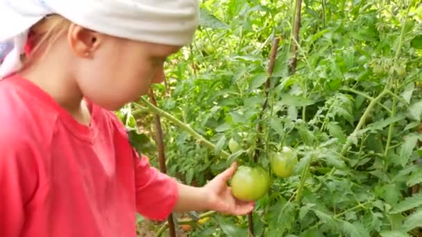 Klein meisje in de rode t-shirt controleert tomaten voor rijpheid — Stockvideo