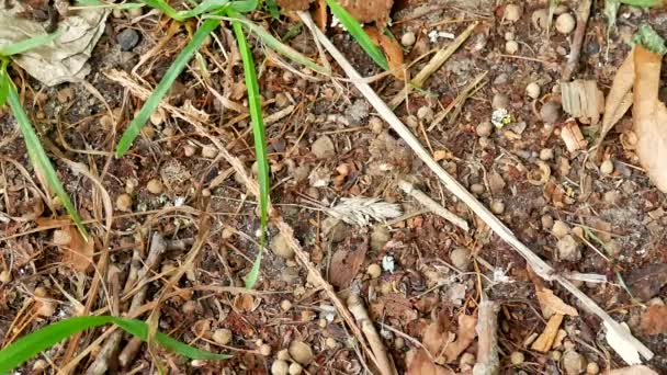 Große Ameisen in der Nähe des Nestes mit Eiern — Stockvideo