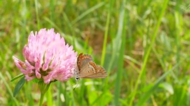 Turuncu kanatlı kahverengi bir kelebek bir yonca çiçek üzerinde oturur