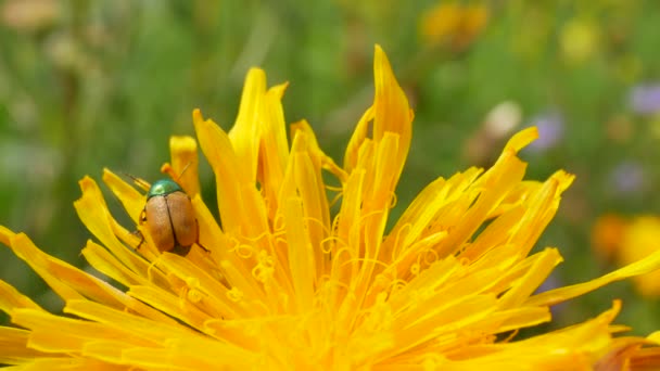 En brun skalbagge med grönt huvud sitter på en gul blomma — Stockvideo