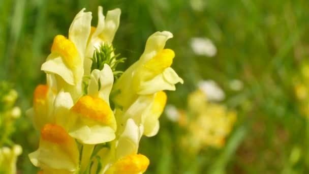 Flores amarillas balanceándose en el viento sobre el fondo de hierba verde — Vídeos de Stock