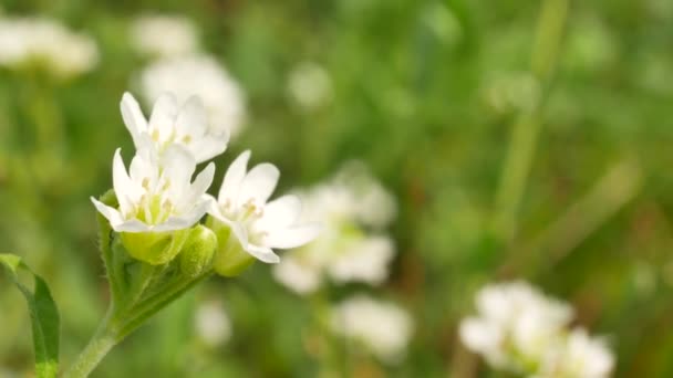 Flores blancas balanceándose en el viento sobre el fondo de la hierba verde — Vídeo de stock