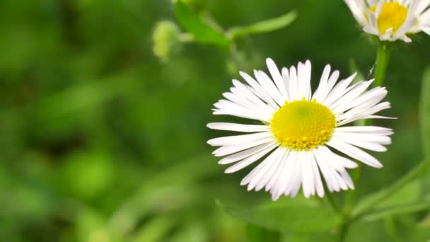 Flor blanca manzanilla balanceándose en el viento — Vídeo de stock