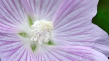 Rüzgar yaz gününde pembe çiçekler