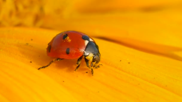 Red ladybug on yellow flower on sun — Stock Video