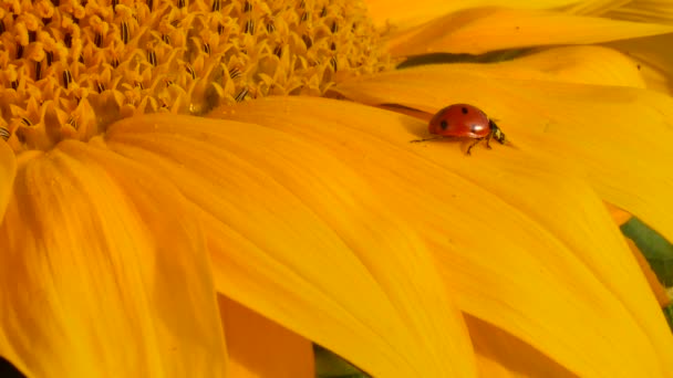 Rood lieveheersbeestje op gele zonnebloem op zon — Stockvideo