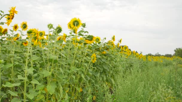 Agriculture field with sunflowers — Stock Video
