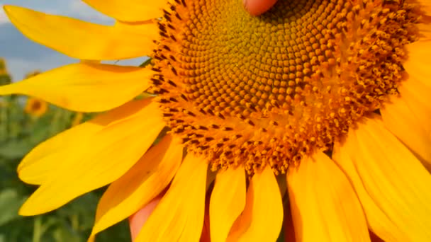 Flor de girasol en el campo de la granja — Vídeo de stock