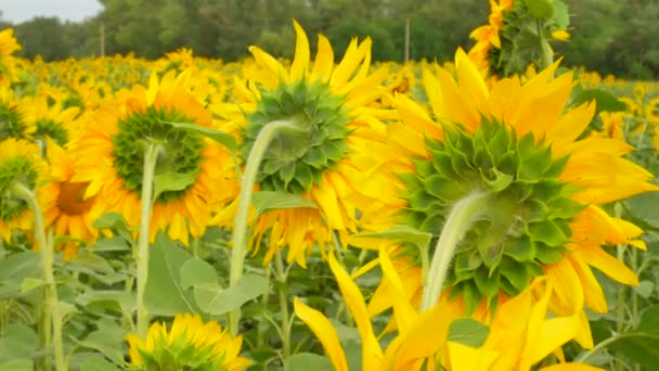 Flor de girassol florescente no campo de fazenda — Vídeo de Stock