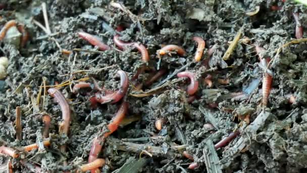 Rode wormen in compost of mest. Levend aas voor de visserij — Stockvideo