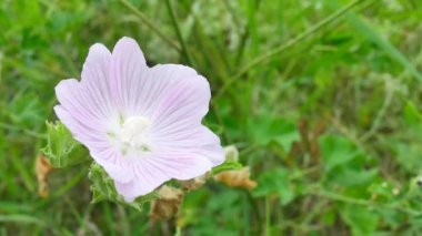 Rüzgar yeşil çim arka plan ile pembe çiçekler